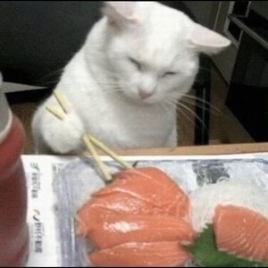 Meet your Posher, Luna